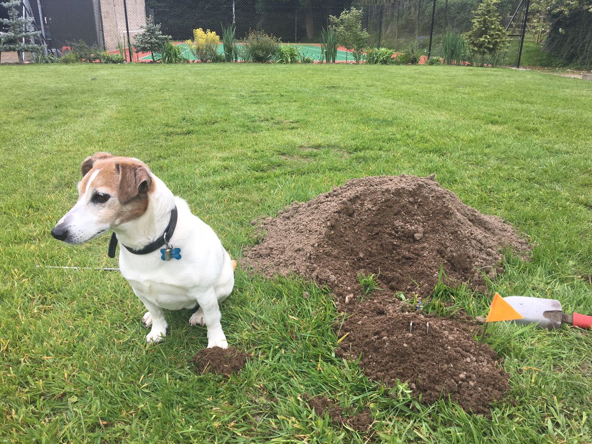 Buddy And Massive Molehill