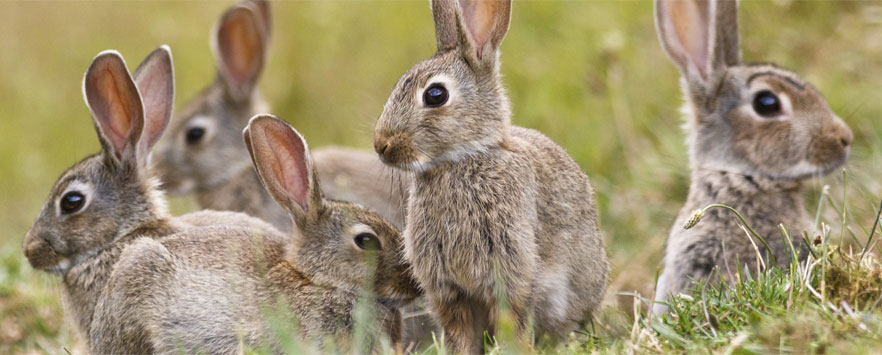 Rabbit Wildlife Control Norfolk