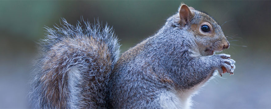 Squirrel Pest Control Norfolk