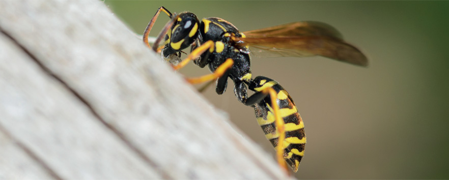 Wasp Nest Removal