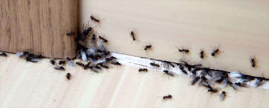 Garden or Black Ant control Norfolk