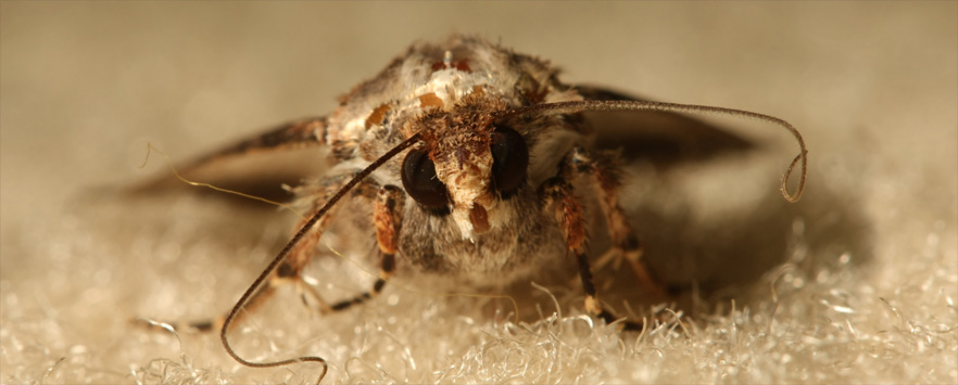 Carpet Moth Control Norfolk