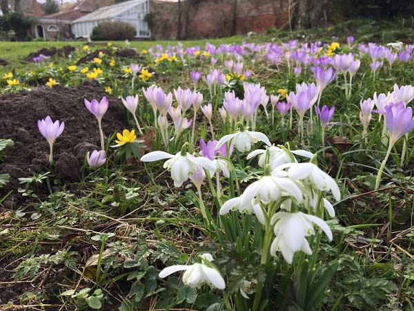 Spring Flowers And Mole Hills Reepham