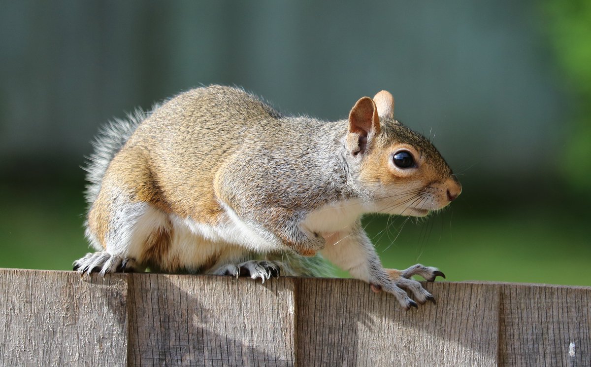 Autumn Wildlife: Grey Squirrels
