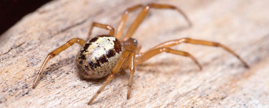 False Widow Spider Control