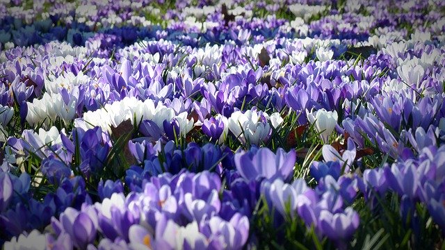 Crocus 1261310 640