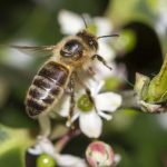 Honey Bee Swarm Removal