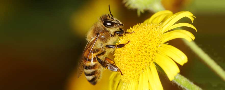 Swarm Removal